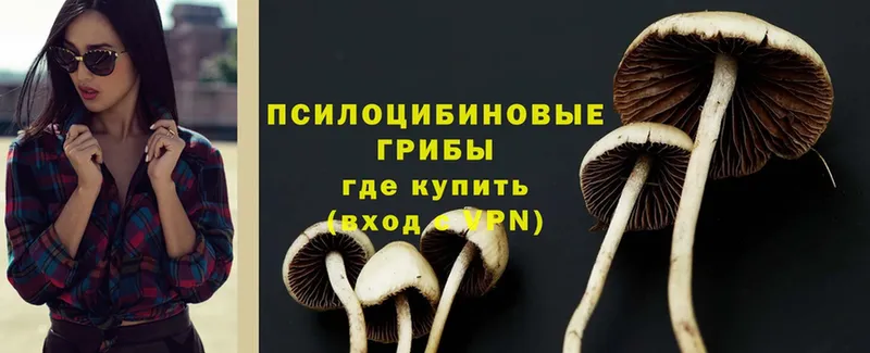 купить закладку  Мурино  Галлюциногенные грибы MAGIC MUSHROOMS 